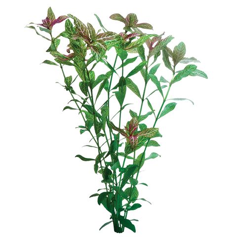 HYGROPHILA PISCES