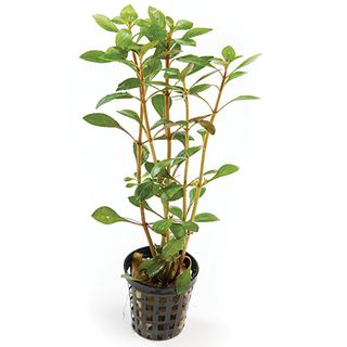 NARROW LUDWIGIA - 5CM POT