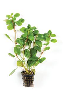 LUDWIGIA - 5CM POT