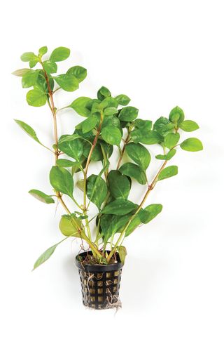 LUDWIGIA - 5CM POT