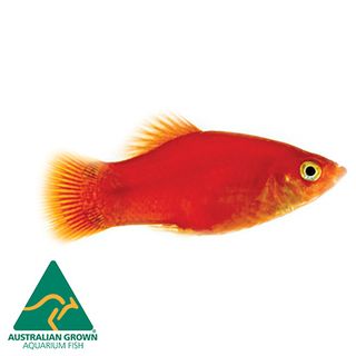 4CM ASSORTED PLATY