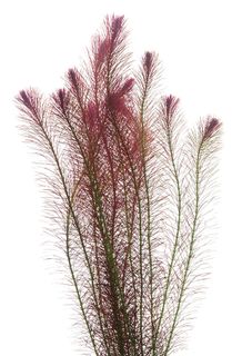 ROTALA WALLICHII