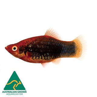 4CM PLATY RED TUX