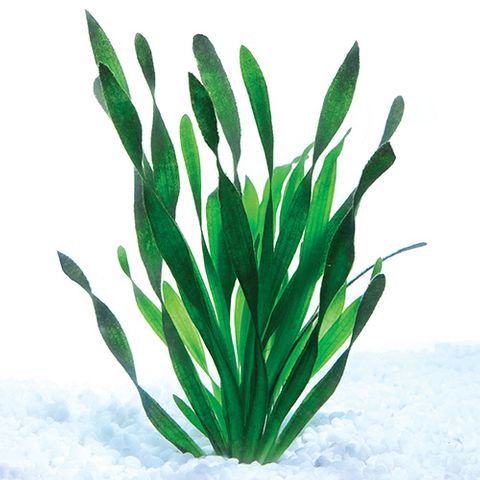 CORKSCREW VAL BUNCHES