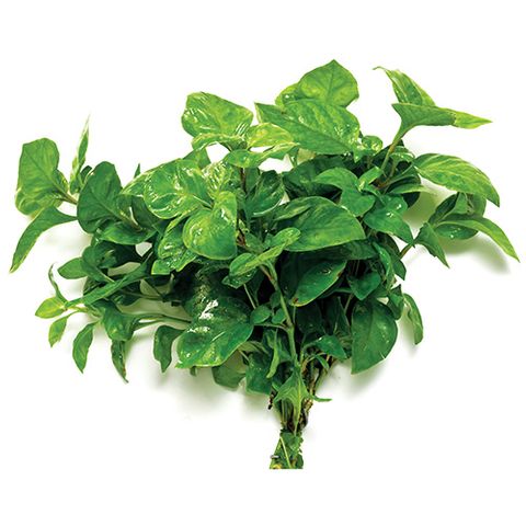 CURLY IVY
