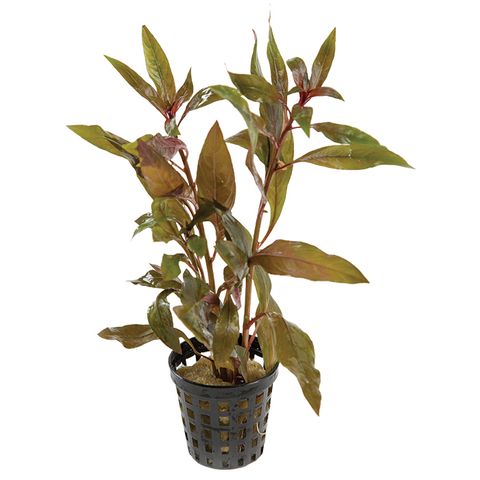 SCARLET LUDWIGIA - 5CM POT