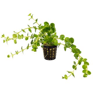 GREEN PENNYWORT - 5CM POT