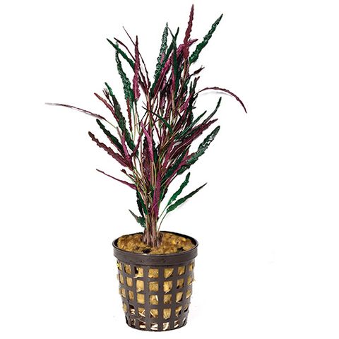 DRAGONS FLAME - 5CM POT