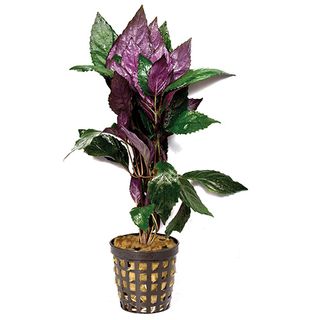 PURPLE TEMPLE - 5CM POT