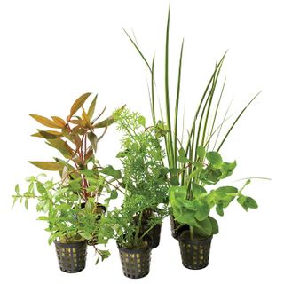 5 PACK ASSTD HYDROPONIC 5CM POT