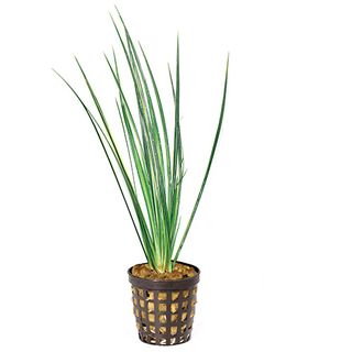 VARIEGATED RUSH - 5CM POT