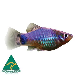 4CM PLATY BLUE MICKEY MOUSE