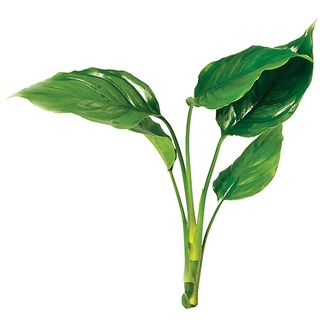 CHINESE EVERGREEN