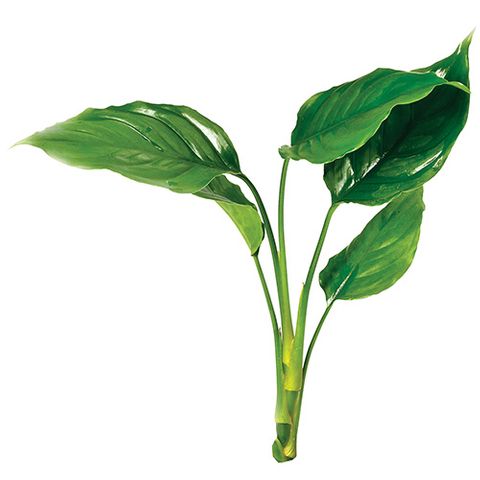 CHINESE EVERGREEN