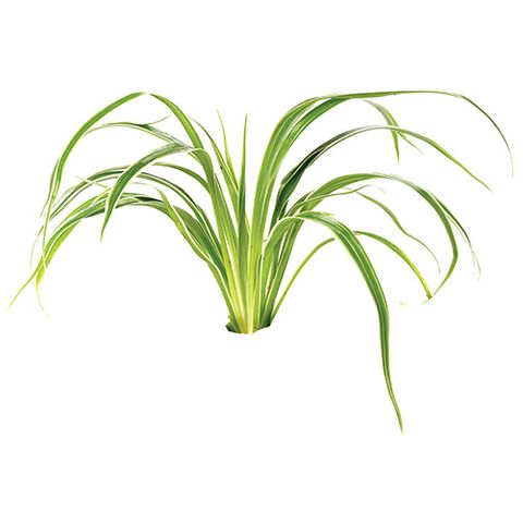 CHLOROPHYTUM