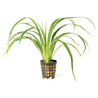 CHLOROPHYTUM 5CM POT