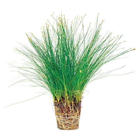 HAIRGRASS - POTS