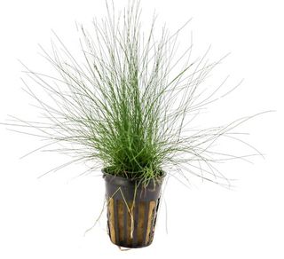 DWARF HAIRGRASS - 5CM POT