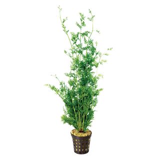 LACE FERN - 5CM POT