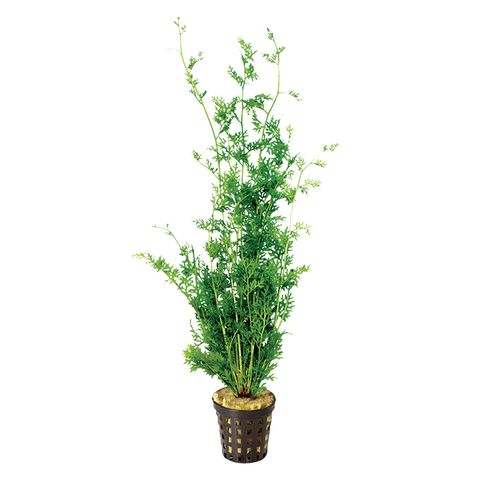 LACE FERN - 5CM POT