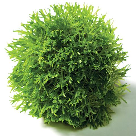 RICCIA TOPIARY BALLS