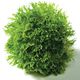 TOPIARY BALLS