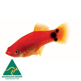 4CM RED MICKEY PLATY