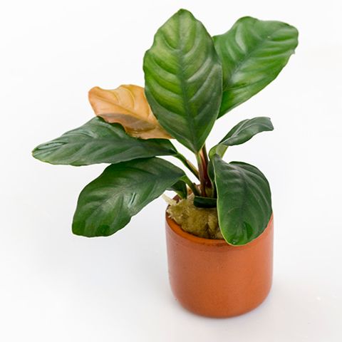 ANUBIAS ASSORTED -  TERRACOTTA 3CM POTS