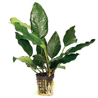 ANUBIAS ASSORTED - 5CM POT