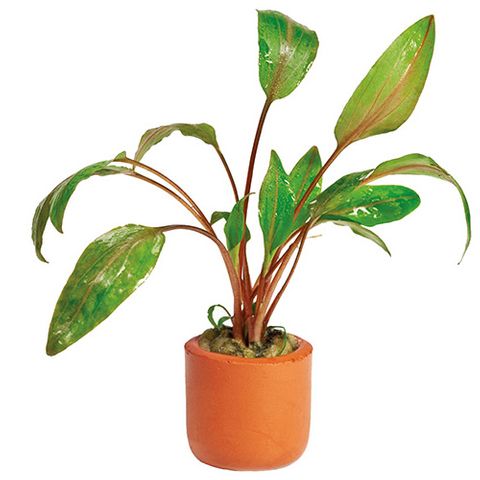 CRYPTOCORYNE  - TERRACOTTA 3CM POTS