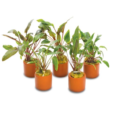 5 PACK ASSORTED CRYPTS 3CM T-COTTA POTS