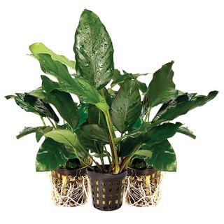 3 PACK ASSORTED ANUBIAS - 5CM POT