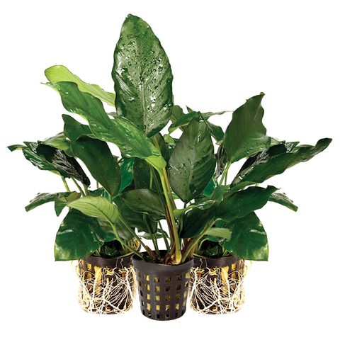 3 PACK ASSORTED ANUBIAS - 5CM POT