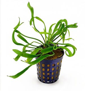 ECHINODORUS VESUVIUS