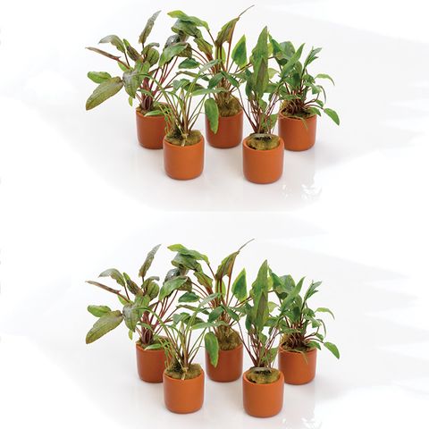 TERRACOTTA POT 3CM - PACK OF 10