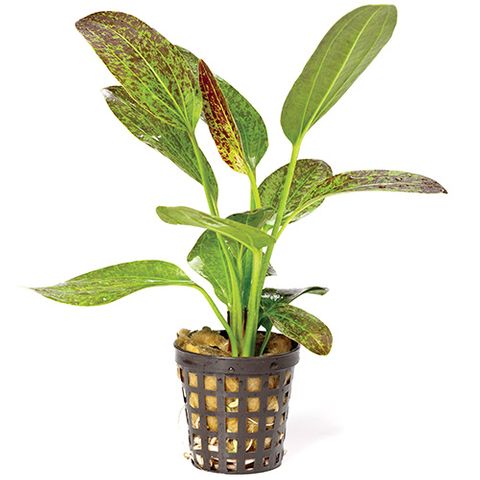 ECHIN. GREEN FLAME - 5CM POT