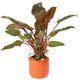 CRYPTOCORYNE