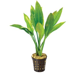 ECHIN. AMAZON - 5CM POT