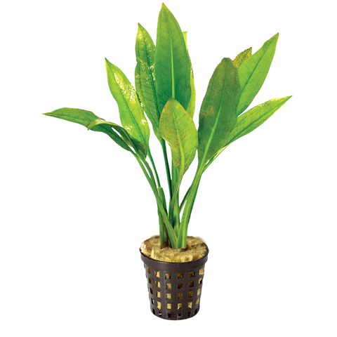 ECHIN. AMAZON - 5CM POT