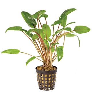 CRYPTOCORYNE