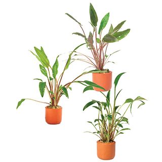 3 PACK CRYPTS ASST EMERSE - 5CM POT