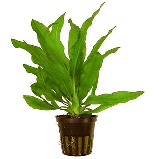 ECHIN. MARTII (GREEN) - EMERSE 5CM POT