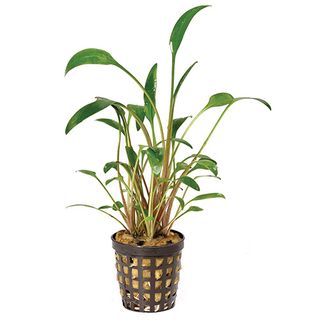 CRYPT WILLISII 5CM POT