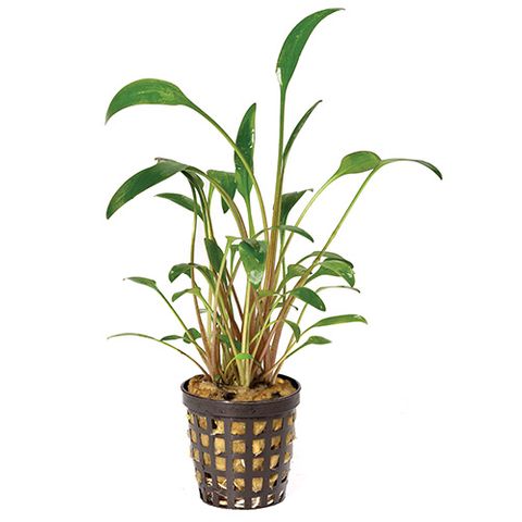 CRYPT WILLISII 5CM POT