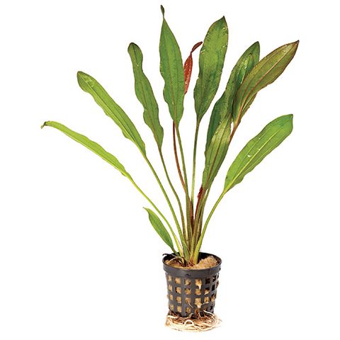 ECHIN. MARTII RED - EMERSE 5CM POT