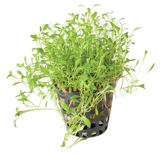 GLOSSOSTIGMA - 5CM POT