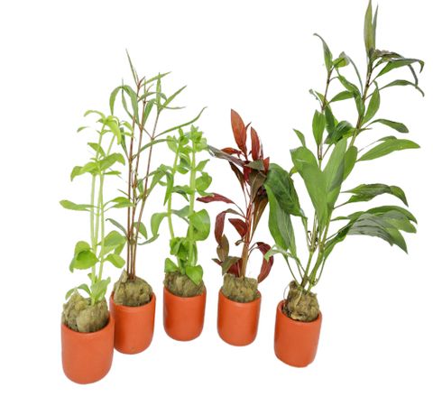 HYDROPONICS - 3CM T/COTTA POTS 5 PACK