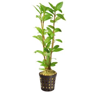 PISCES HYGRO - 5CM POT