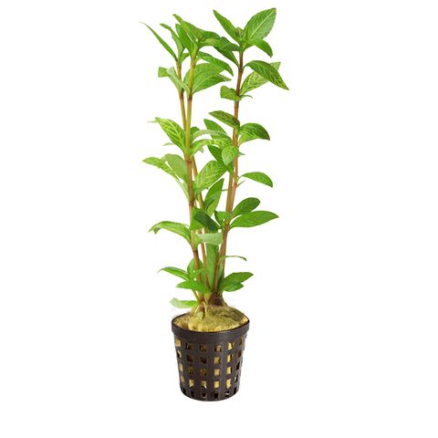 PISCES HYGRO - 5CM POT