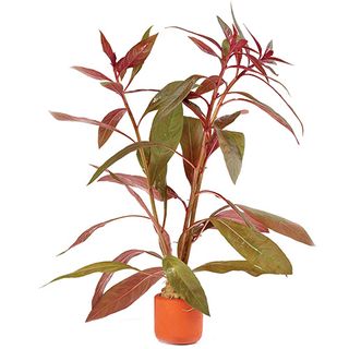 SCARLET LUDWIGIA - TERRACOTTA 3CM POTS